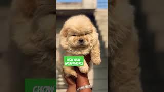 # Bk pet Zone # Chow Chow puppy available (8920196052) #chowchow