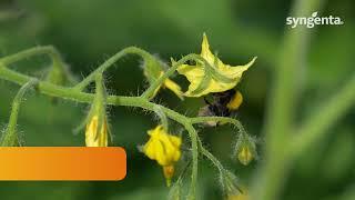 Syngenta Vegetable Seeds: Prodelle