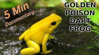 Golden Poison Dart Frog - 5 Minute Documentary