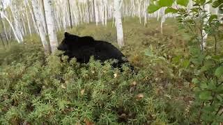 Понял почему медведица облизывала.