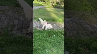 Brigas e pato no parque