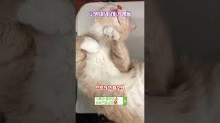 고양이의 개그 행동#고양이 #고양이일상 #애완동물 #강아지 #강아지일상