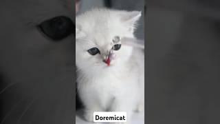 건강한 실버쉐이드 먼치킨 #kitten #adorable #고양이분양 #먼치킨분양 #도레미캣