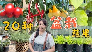 【Garden106】20 kinds of vegetables and fruits that can grow in pots | 20种可以种在花盆里的蔬果