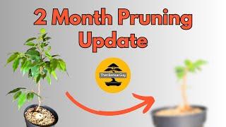 Root-Over-Rock Ficus Bonsai: 2 Month Pruning Update!