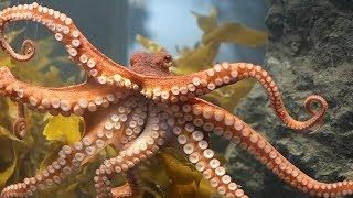 Octopuses: Not Aliens, Still Awesome | True Origins of Cephalopods | Nerd Nite San Francisco