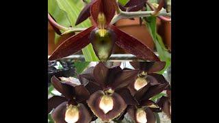 How to pollinate Catasetum