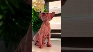 Naked pussy pussy subscribe please  #funny #video #animal #humor #tiktok #shortvideo #relax #cat