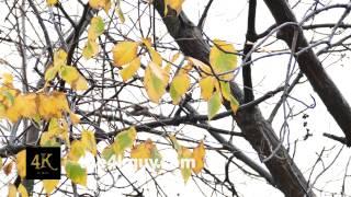 4K UHD - Yellow-Bellied Sapsucker (Sphyrapicus varius) spooked off by House Sparrow