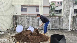 有机土怎么发酵？教你2种最简单发酵方法，在家不花钱自制营养土