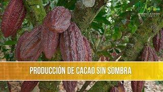 Como Producir Cacao sin Sombra - TvAgro por Juan Gonzalo Angel