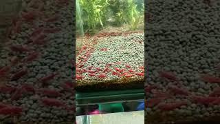 #ytrsaurav #ytrending #gdh #dancehall #virgo #ytshots #dop #v8plus #b#fishinglife  #viral #shorts