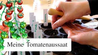 Meine Tomatenaussaat 2023 - Tomatentalk & Sortenempfehlungen für den Hobbygarten