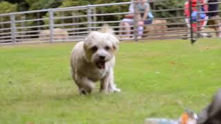Fun Dog Racing