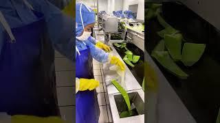 Aloe Vera Factory Production: From Plant to Wellness Product#village #lifestyle #craft