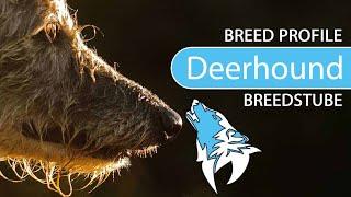 ► Scottish Deerhound Breed [2020] Temperament & Training