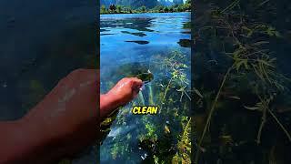 iPhone in Clean vs Dirty Water 