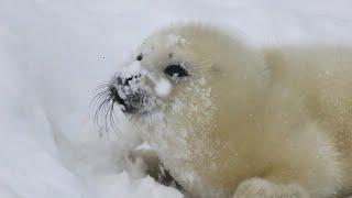 Babyrobben spielen im Schnee