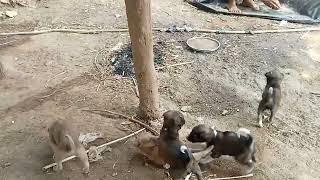 #kunjan #thakor #femili vlog##plese_like_share_subcribe_coment #karjo#youtube #vidio #viral #