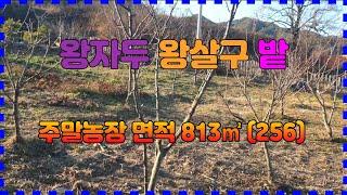 423. 산서리 주말농장 매매 조용하고 깨끗한 장기전원주택부지 매매  왕자두 나무와 왕살구 나무가 있는 포항 주말농장매매 포항부동산 장기부동산 지목부동산 장기주말농장