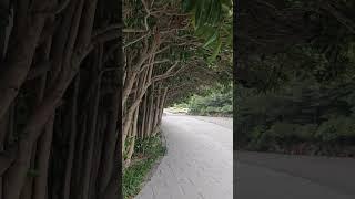 부산#태종대#올라가는#꽃나무길#풍경