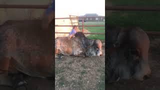 Little Girl And Bull Are BFFs!