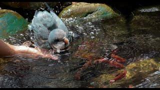Quaker parrot bathing in the koi pound | JC 009