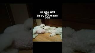 16살치매노견디테의 행복했던지난 추억이야기