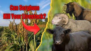 Is Sorghum Poisonous? How to Safely Feed Cattle, Goats, and Sheep