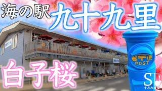 海の駅 九十九里でランチと河津桜でお花見【白子桜公園 千葉 房総 女ひとり旅】