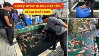 Lucky Draw to get high-quality Koi Fish at Isa Koi Farm, 2024 Koi Hunt Season