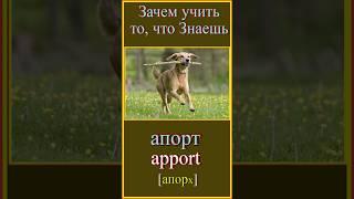 Зачем учить то, что знаешь?! апорт-apport #французскийдляначинающих#учить-французский#французскийязы