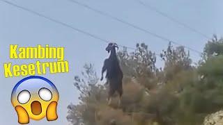 DO NOT WATCH!! 10 Electric Shocked Animals Caught The Camera