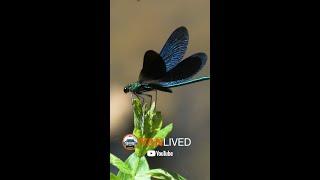 Kızböceği » Beautiful demoiselle » Calopteryx virgo #shorts