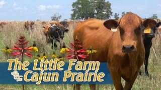 The Little Farm on the Cajun Prairie