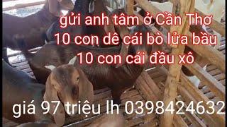 gửi cho anh Tâm ở Cần Thơ bầy dê giống đầu xô bò lửa 20 con giá 97tr lh 0398424632