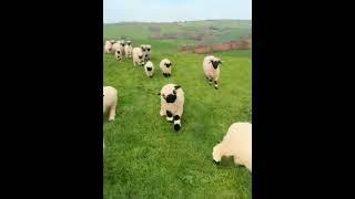 Zoomies! Happy Sheep Sprinting Through the Field #cutefarmanimal #animals #cute