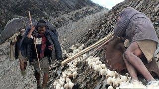 himalayan sheep farm crossing the giant mountain || Nepal || lajimbudha ||