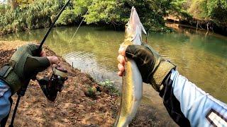 Ultra-Light: Cardume de bicuda gigante levou minha isca, elas tavam atacando sem dó ! #ultralight