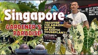 Discover Singapore’s Exotic Plant Community and Market! Botanica Exotica Aroid Competition