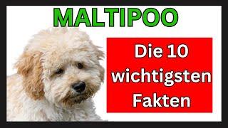  Maltipoo Hunderasse   Die 10 wichtigsten Fakten zum Maltipoo