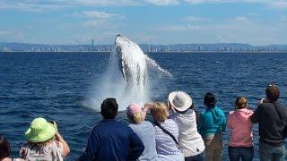 Gold Coast Whale Watching with Whale Watch Australia