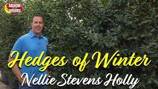 Hedges of Winter: Nellie Stevens Holly