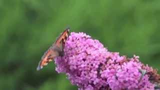 Small Tortoiseshell Butterflies in my garden!