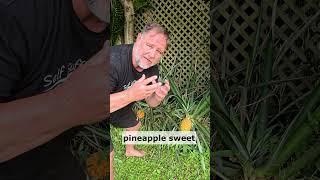 How to Tell When a Pineapple is ripe?