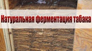 Натуральная ферментация табака. Личный опыт.