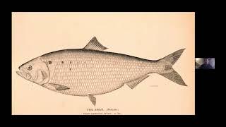 Shad and Herring Fisheries of the Albemarle Sound