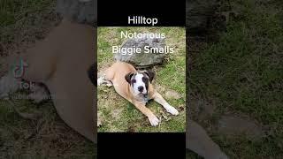 Hilltop Notorious Biggie Smalls #cutebaby #puppy #boerboelpuppy #dog #dogtraining #Pantomath #puppy