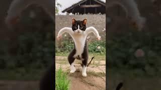 #cat dance #춤추는 고양이14