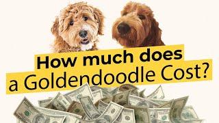 How much does a Goldendoodle Cost?  2022 Guide 